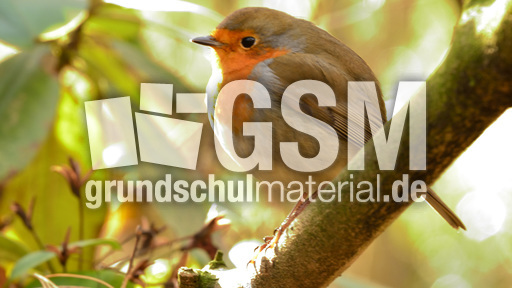 Rotkehlchen (35).jpg